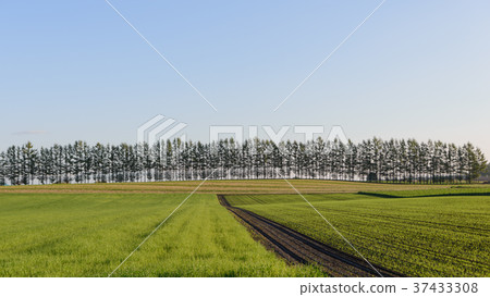 Morning in Tokachi Plain Morning in Tokachi Plain 37433308