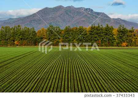 Morning in Tokachi Plain Morning in Tokachi Plain 37433343