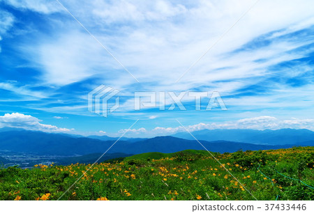 Nikkokishgege Kuroyama Plateau 37433446