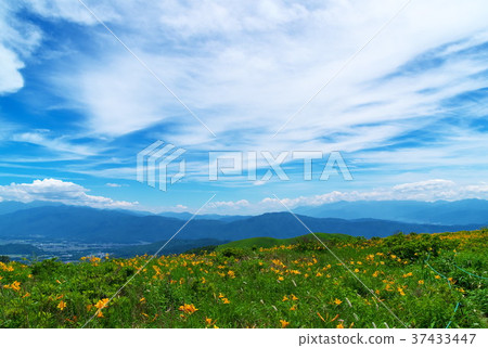 Nikkokishgege Kuroyama Plateau 37433447