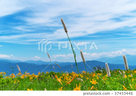 Nikkokishgege Kuroyama Plateau Nikkokishgege Kuroyama Plateau 37433448
