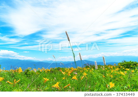 Nikkokishgege Kuroyama Plateau Nikkokishgege Kuroyama Plateau 37433449