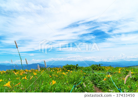 Nikkokishgege Kuroyama Plateau 37433450