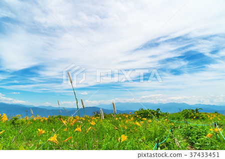 Nikkokishgege Kuroyama Plateau 37433451