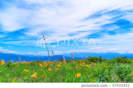 Nikkokishgege Kuroyama Plateau Nikkokishgege Kuroyama Plateau 37433452