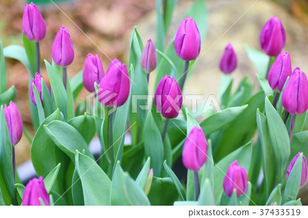 Tulip flower Tulip flower 37433519