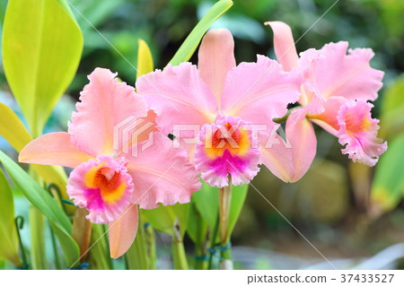 Cattleya flowers Cattleya flowers 37433527