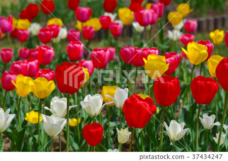 鬱金香領域 37434247