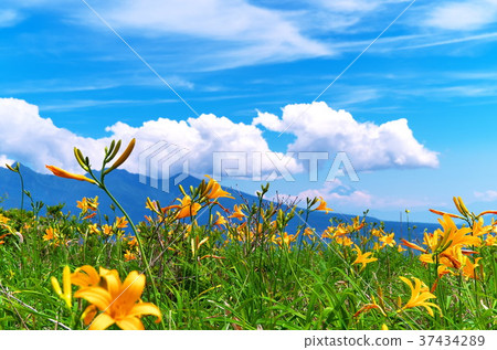 Nikkokishgege Kuroyama Plateau Nikkokishgege Kuroyama Plateau 37434289