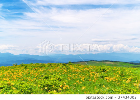 Nikkokishgege Kuroyama Plateau Nikkokishgege Kuroyama Plateau 37434302