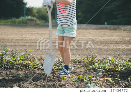potato field, child, kid 37434772