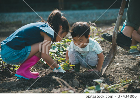 原野 田地 領域 37434800