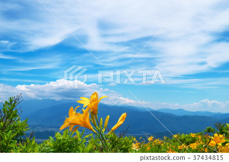 Nikkokishgege Kuroyama Plateau 37434815