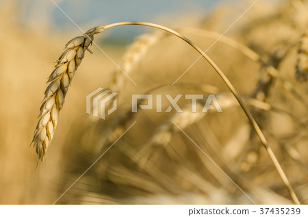 golden wheat 37435239