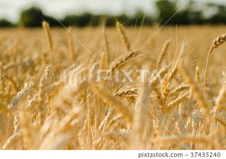 Wheat field. Ears of golden wheat close up.  37435240