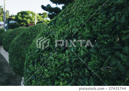 Beautiful gardens in Ipswich City, Queensland. 37435744