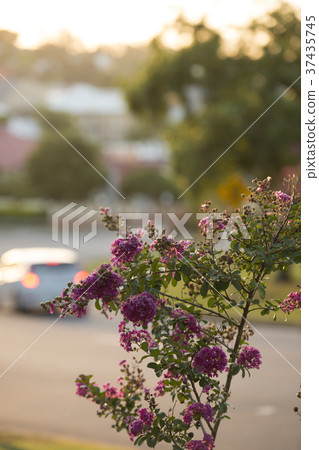 Beautiful gardens in Ipswich City, Queensland. Beautiful gardens in Ipswich City, Queensland. 37435745