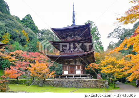 Three towers of Saimyoji 37436309