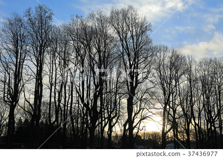 早晨冬天樹Koganei公園 37436977