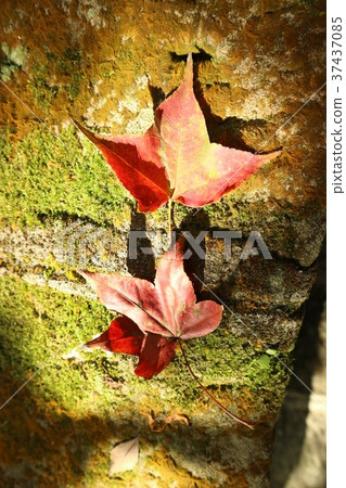 台灣,台北,汐止,拱北殿, 紅葉,秋,蕭瑟,落葉,橋 台灣,台北,汐止,拱北殿, 紅葉,秋,蕭瑟,落葉,橋 37437085