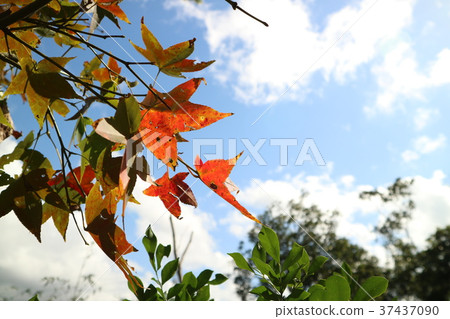 台灣,台北,汐止,拱北殿, 紅葉,秋,蕭瑟,落葉,橋 台灣,台北,汐止,拱北殿, 紅葉,秋,蕭瑟,落葉,橋 37437090
