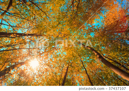 Autumn Sun Shining Through Canopy Of Tall Maple Autumn Sun Shining Through Canopy Of Tall Maple 37437107