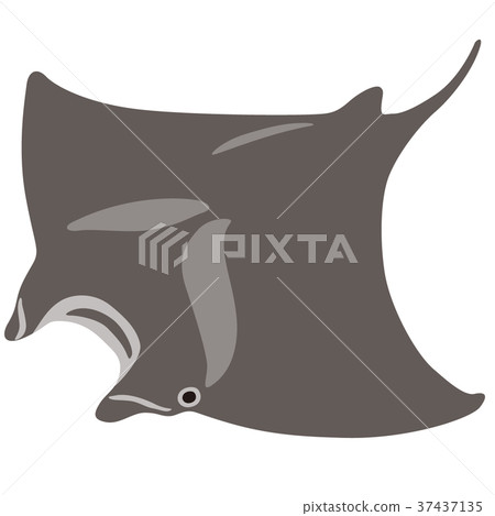 Manta ray 37437135