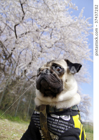 Cherry-blossom viewing  37437282