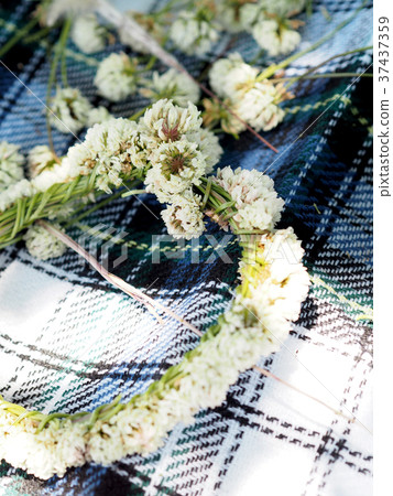 白三葉草的Wollow 37437359