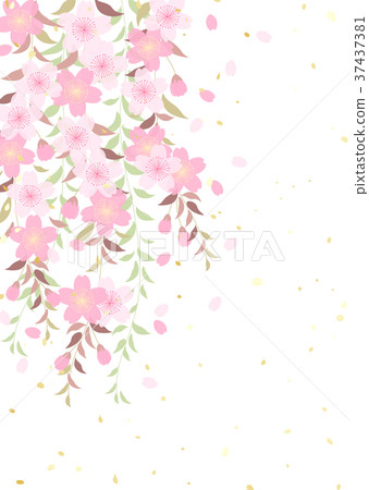 Cherry blossom willow Cherry blossom willow 37437381