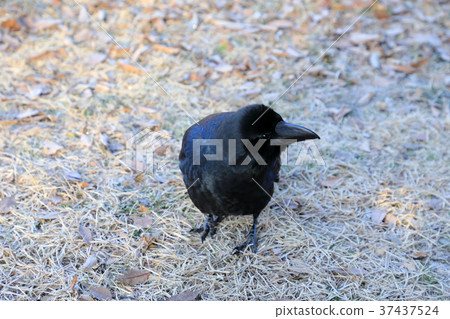The crow crow Koganei Park The crow crow Koganei Park 37437524