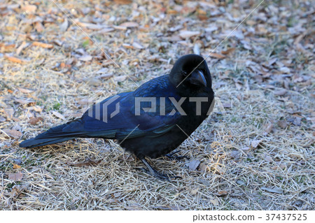The crow crow Koganei Park The crow crow Koganei Park 37437525
