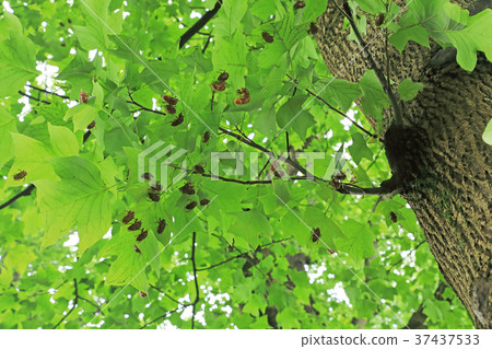 Lily leaves are full of clamshells Koganei Park 37437533