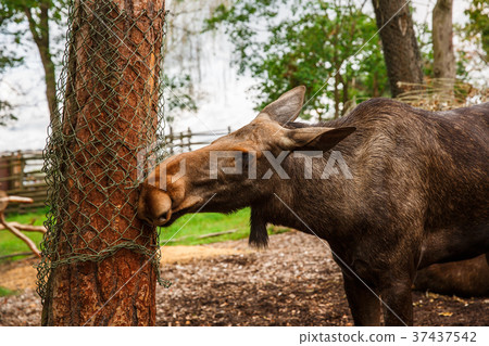 Moose in zoo Moose in zoo 37437542