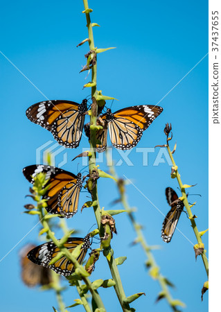 Common tiger butterfly 37437655