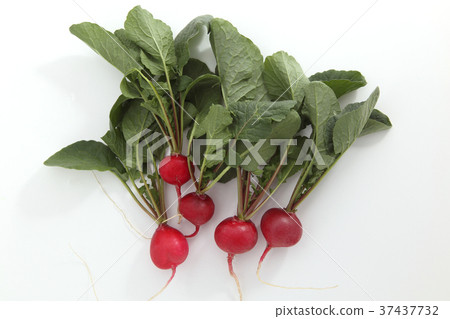 Radish Radish 37437732