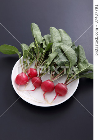Radish Radish 37437791