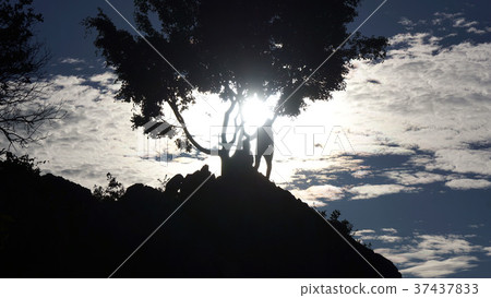 Silhouette with sun Silhouette with sun 37437833