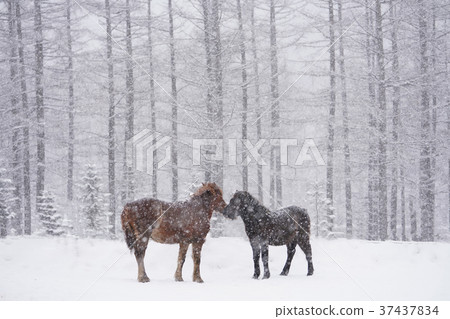Hokkaido horse in winter Hokkaido horse in winter 37437834