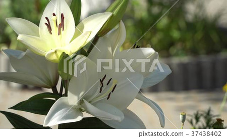 White lilies in the blurry background 37438402