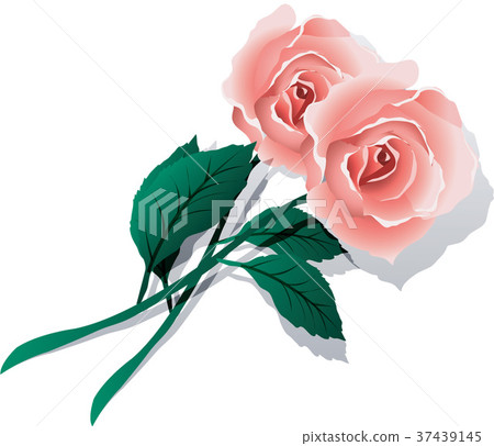 Rose image, illustration Rose image, illustration 37439145