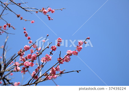 在池上李子庭院裡的紅色李子 在池上李子庭院裡的紅色李子 37439224