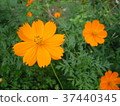 Yellow flower cosmos 37440345