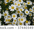 Chamomile 37440349