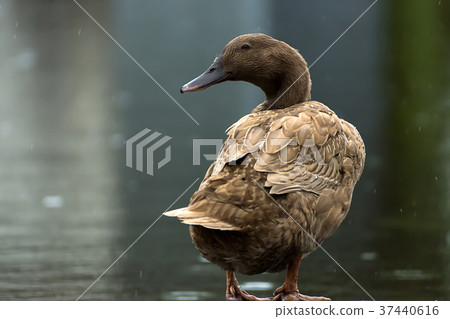 Khaki Campbell duck. 37440616