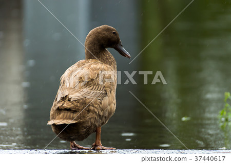 Khaki Campbell duck. 37440617