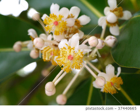 Alexandrian Laurel flower. Alexandrian Laurel flower. 37440665