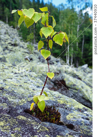 Small birch tree grows up on stone Small birch tree grows up on stone 37440910