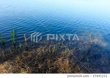 Summer lake calm rushy shore. Summer lake calm rushy shore. 37441231