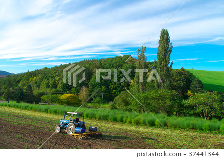 風景秀麗的白楊樹 風景秀麗的白楊樹 37441344